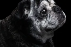 Hunde billede foto