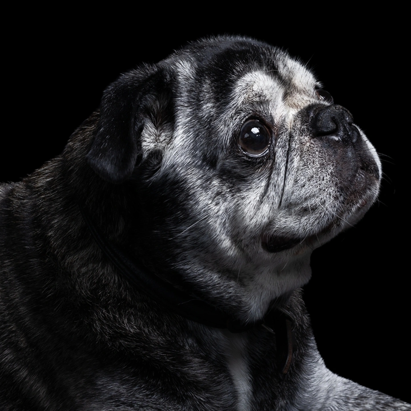 Professionel hundefotograf
